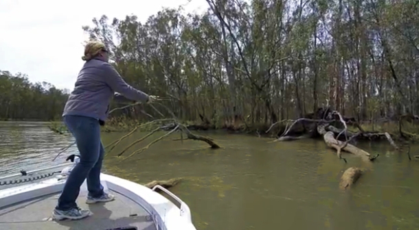 VIDEO: Murray cod – A chick flick
